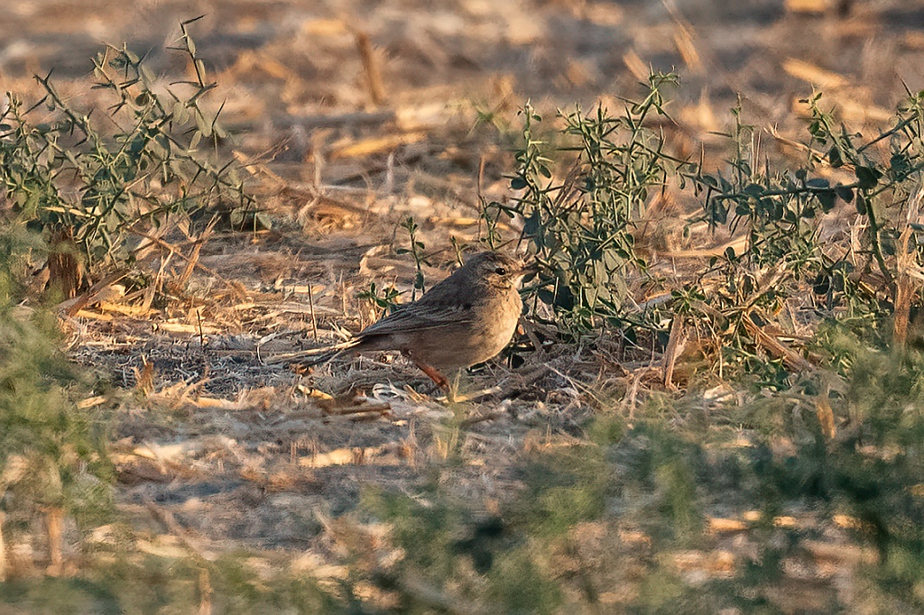 Tawny Pipit